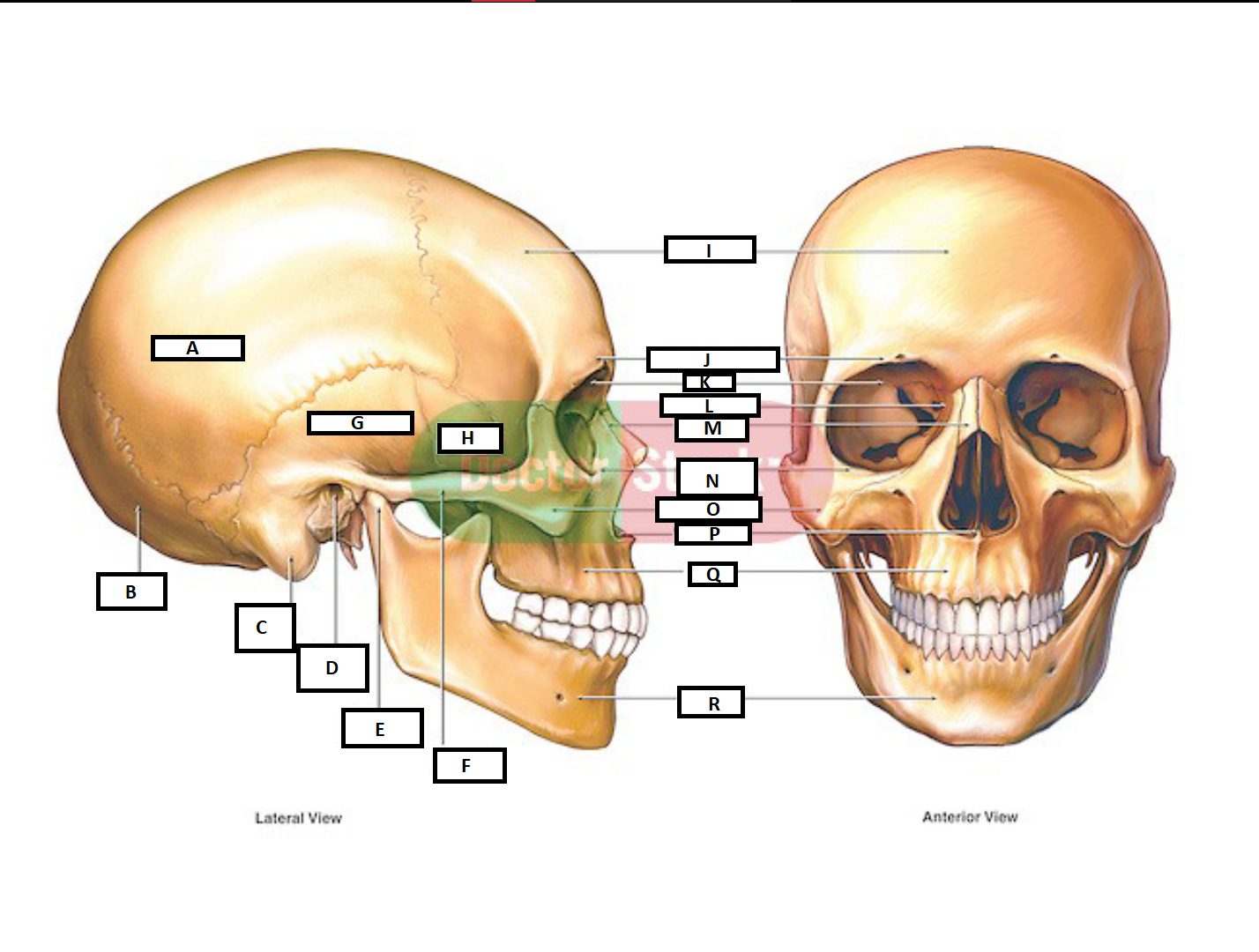 <p>I. Which cranial bone is this? (1)</p>