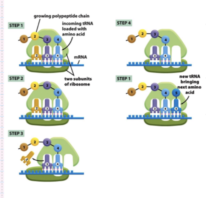 <ul><li><p>Dysregulation in signalling pathways (e.g. mTOR) will lead to changes in translation</p></li><li><p>Activity of some translation factors declines with age</p></li></ul><p></p>