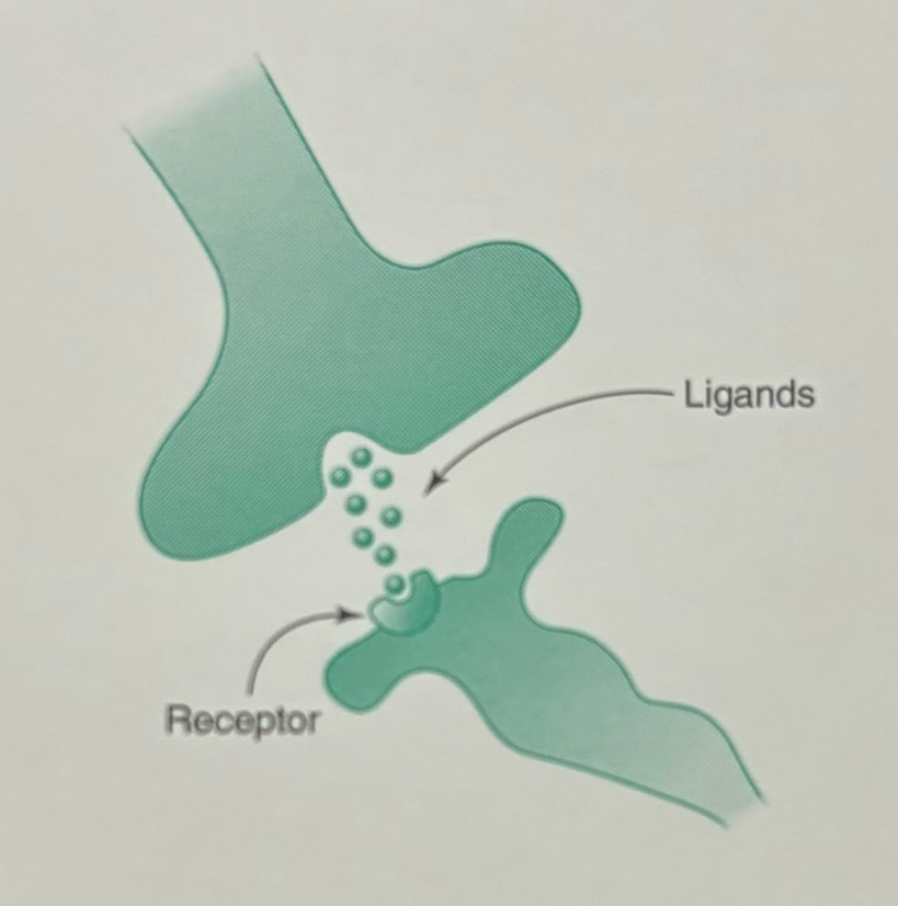 <p>Signaling process where the ligand-releasing cell releases a ligand that has an effect on target cells that are near to the ligand-releasing cell. An example of paracrine signaling is synaptic signaling between neurons. </p>