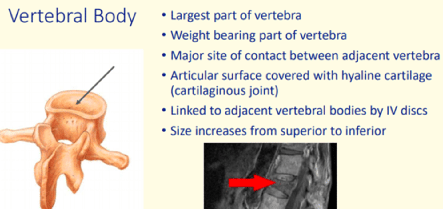 <p>Vertebral body </p><p>- Largest part of vertebra</p><p>- Weight-bearing</p><p>- Major site of contact between adjacent vertebra</p>