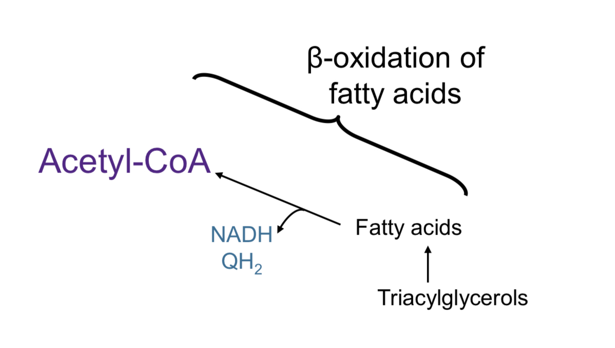 <ul><li><p>A metabolic process that occurs in the mitochondria, where fatty acids are broken down into 2-carbon units of acetyl-CoA</p></li><li><p>Doesn’t generate ATP </p></li><li><p>Generates NADH and FADH2 (QH2, the mobile form of FADH2) </p></li><li><p>(ATP is generated indirectly from beta -oxidation)</p></li></ul><p></p>