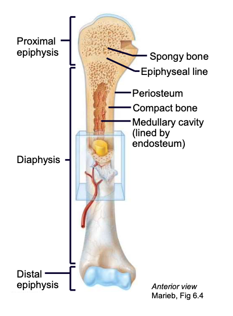 <p>shaft of long bone</p>