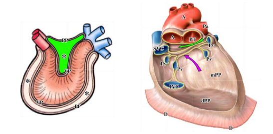 <p>-site where the arterial and venous ends of the developing heart approached one another remains as the transverse pericardial sinus (green arrow)</p><p>-transverse pericardial sinus: facilitates clamping the aorta and pulmonary trunk during cardiac surgery</p><p>-oblique pericardial sinus: located posteriorly where the pericardium covering the veins reflects on to the heart (purple arrow)</p>