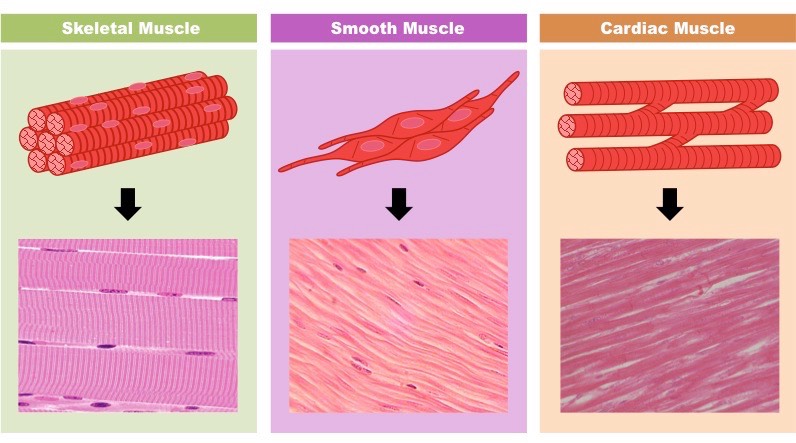 <p>Muscle Tissue</p>
