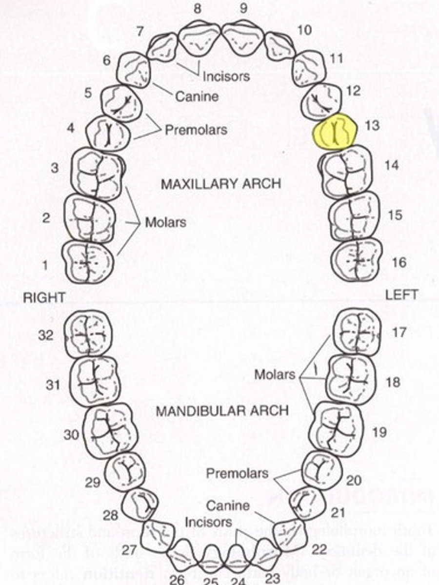 <p>13 maxillary left second premolar</p>
