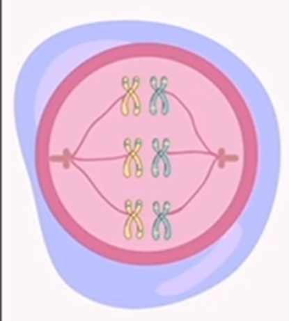 <p>meiosis: metaphase 1</p>