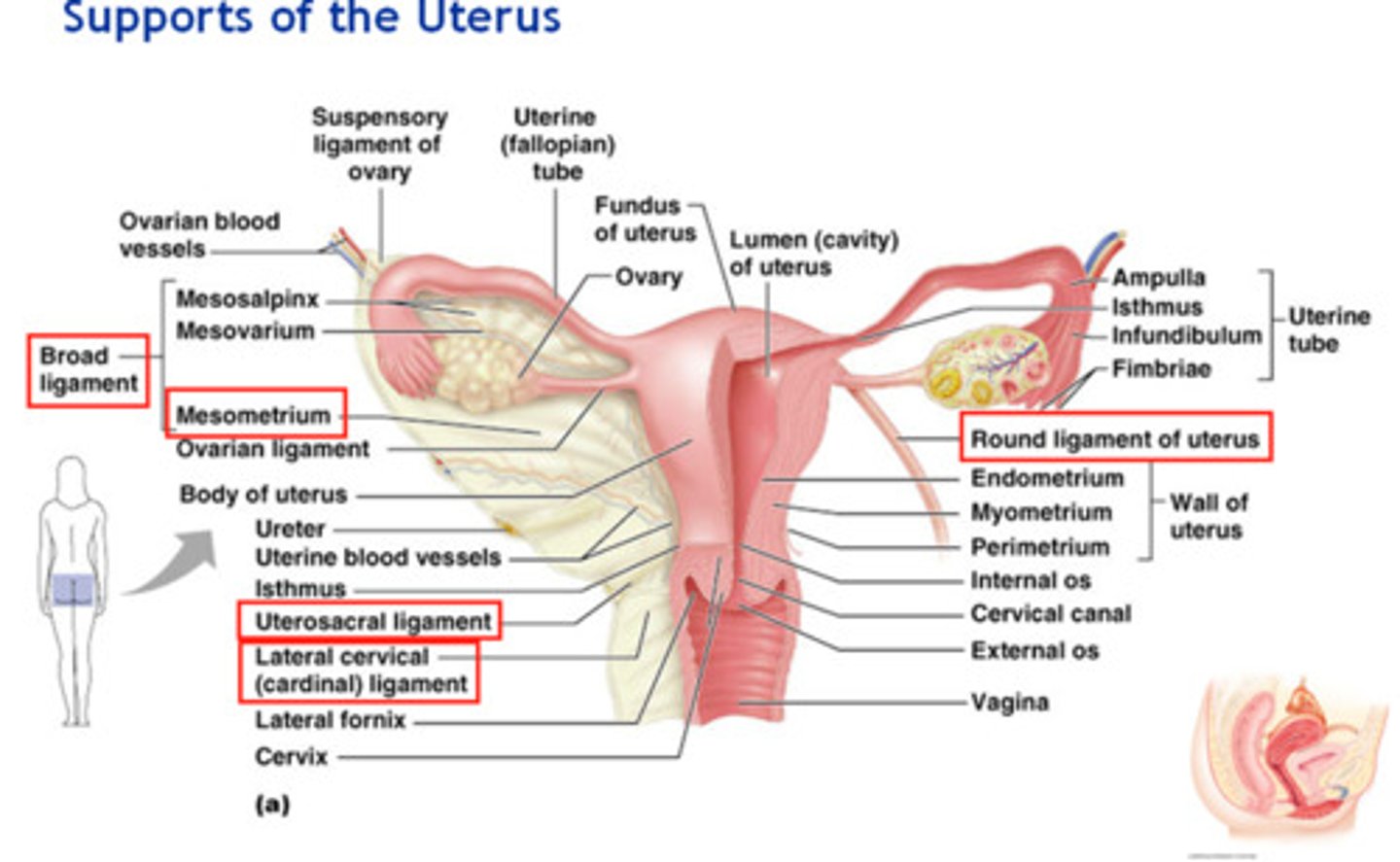 <p>Located in pelvis anterior to the rectum and posterosuperior to the bladder; consists of fundus - body—isthmus—cervix - Internal os - cervical canal—external os—vagina - Cervical glands - (cervical canal) secrete mucus</p>