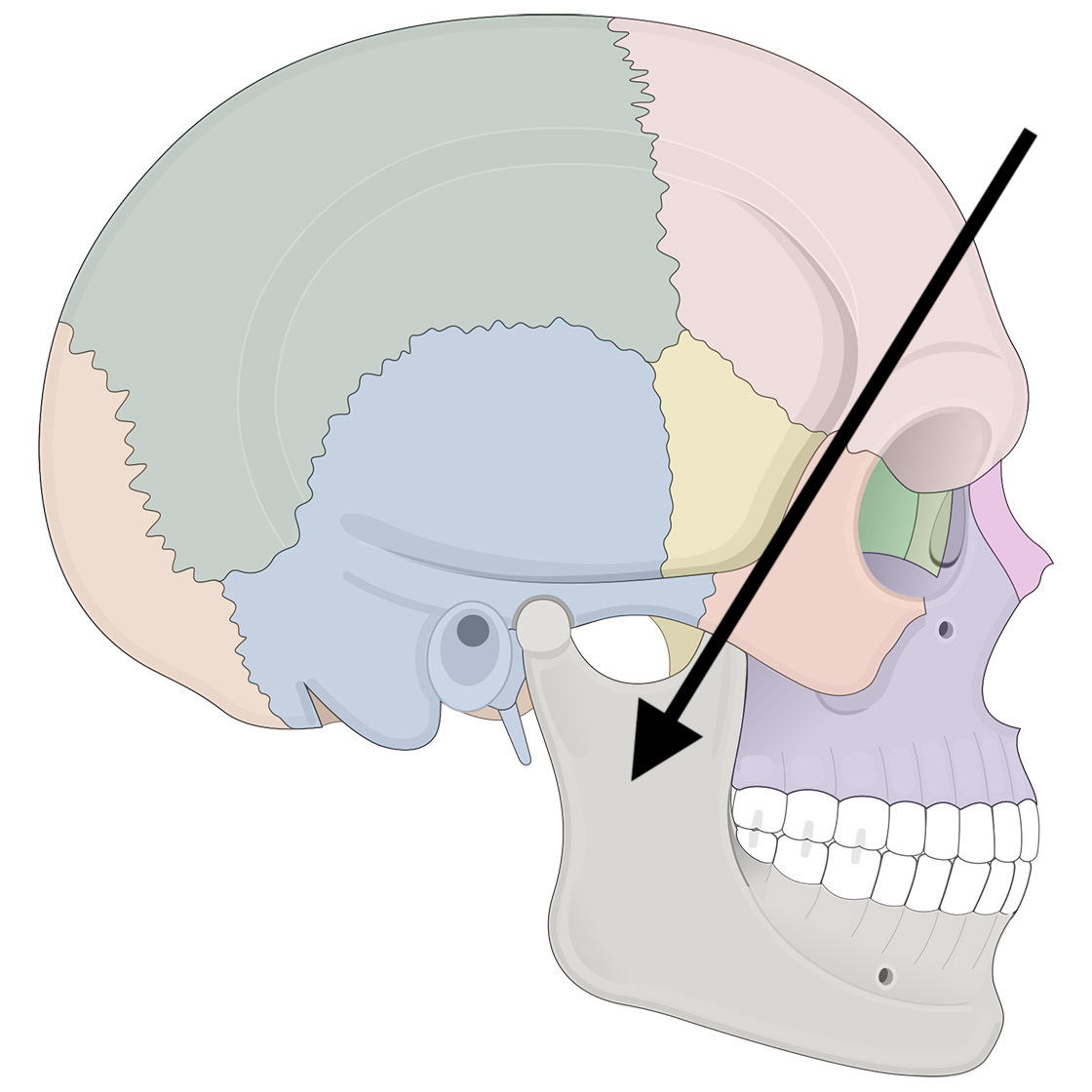 <p>Name the bone</p>