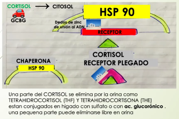 <ul><li><p>Cortisol llega con Globulina Beta  corticoporteina (proteina plasmatica) que la transporta </p></li><li><p>Ingresa el cortisol al citosol </p></li><li><p>Busca a la chaperona: HSP 90 con el receptor y lo suelta cuando esta el cortisol</p></li><li><p>Receptor con dedos de Zinc plegado sobre el cortisol</p></li><li><p>Posteriormente, se une al ADN </p></li></ul><p></p>
