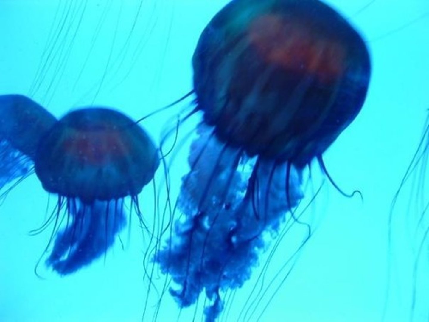 <p>Hydrozoa (Hydras), Scyphozoa (Jellyfish), and Anthozoa (Corals &amp; Sea Anemones).</p>
