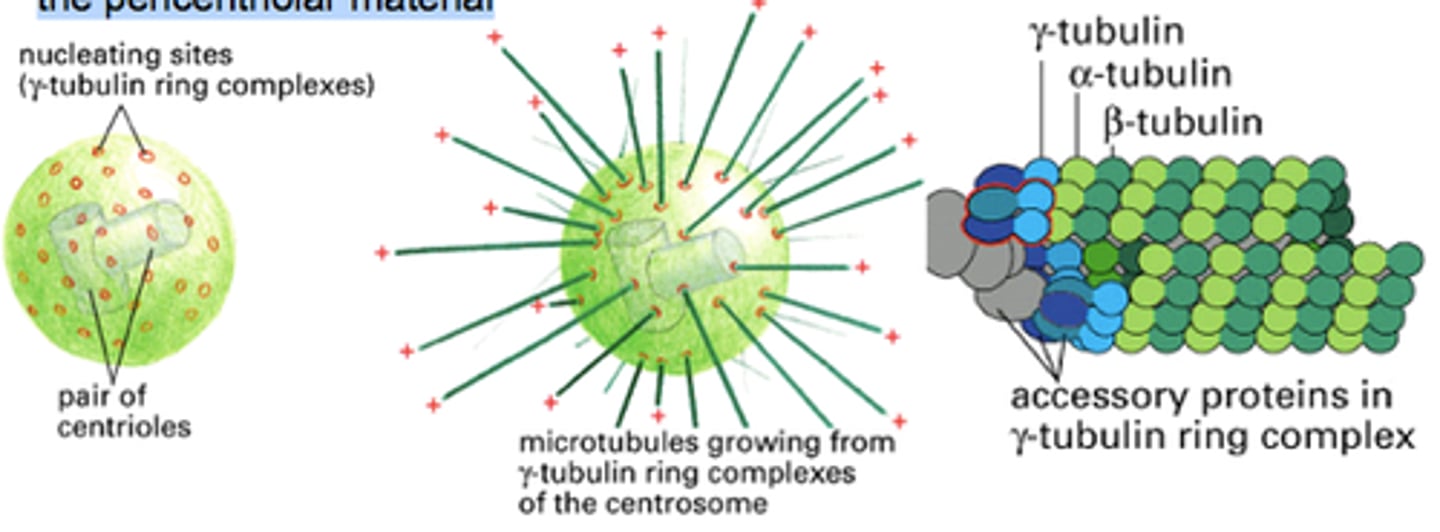 <p>Type of tubulin that, along with associated proteins, forms a ring complex from which microtubules are nucleated within cells</p>