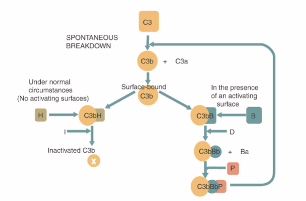 <ul><li><p>C3 spontaneously coverts without C3 convertase</p></li><li><p>Becomes activated if binding on a microbial surface</p></li><li><p>If on host surface it isn’t activated</p></li><li><p>Factor H binds in the blood to inactivate it</p></li></ul><p></p>