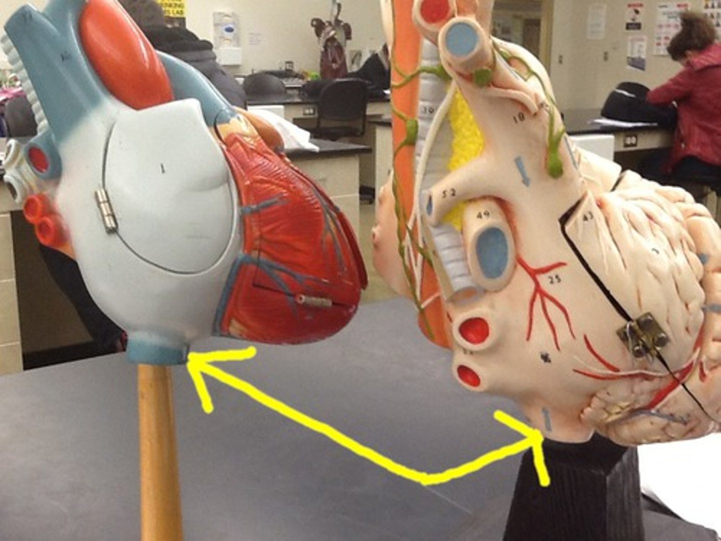 <p>ID the structure</p>