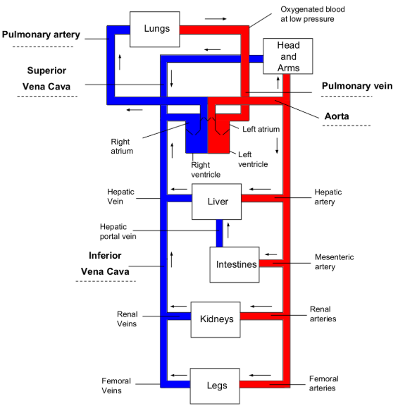 blood flow mechanism
