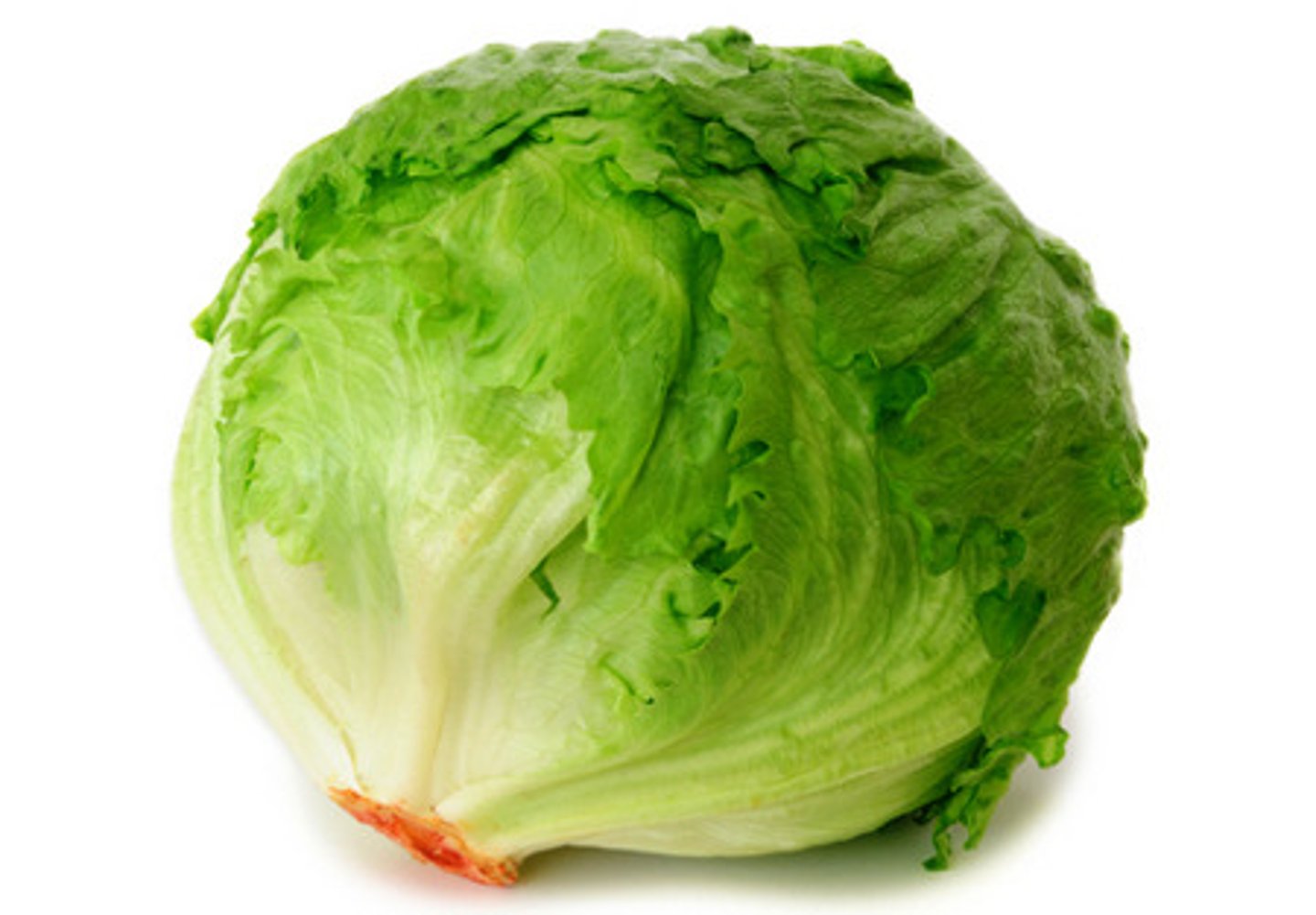 <p>lettuce</p>