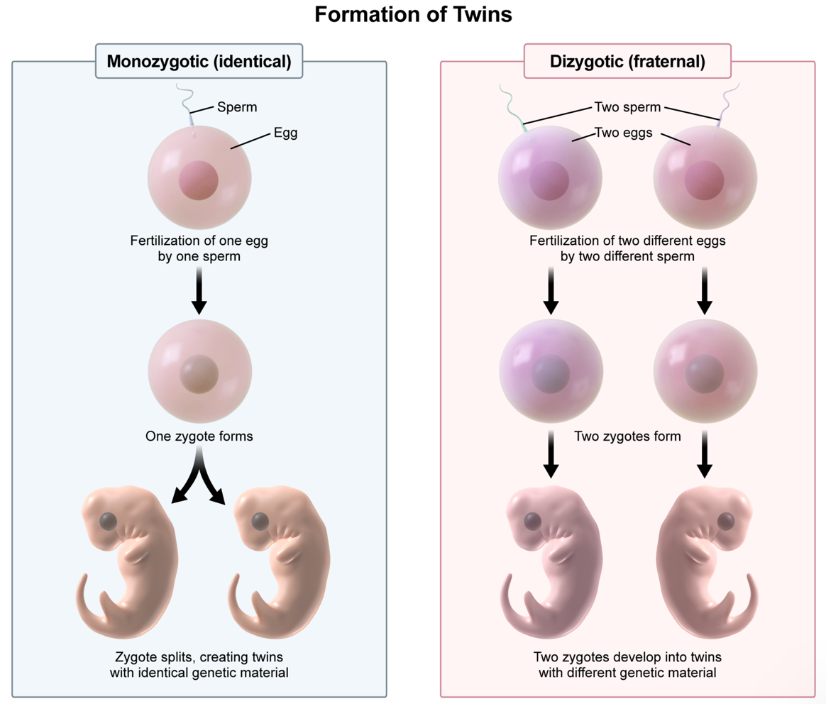 <p><strong>B. two eggs are fertilized by two different sperm | </strong></p><ul><li><p>monozygotic (identical) twins are formed when one zygote divided to form two embryos</p></li><li><p>dizygotic (fraternal) twins are formed when two separate eggs are fertilized by two different sperm</p></li></ul><p></p>