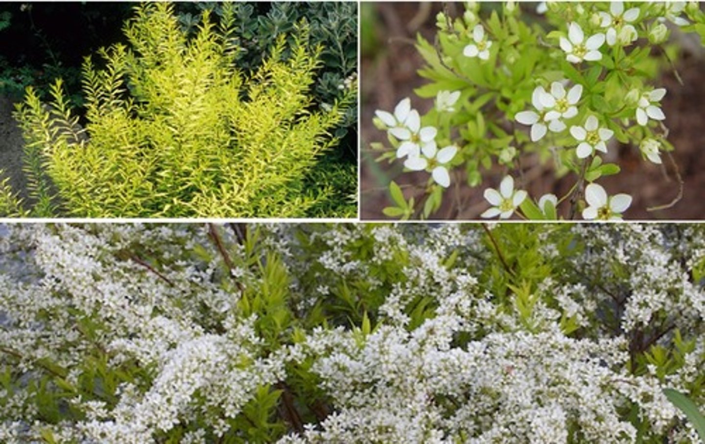 <p>Golden Thunberg's Spirea</p>