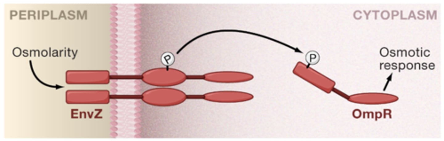 <p>detected changes can cause the bacteria to alter gene expression</p>