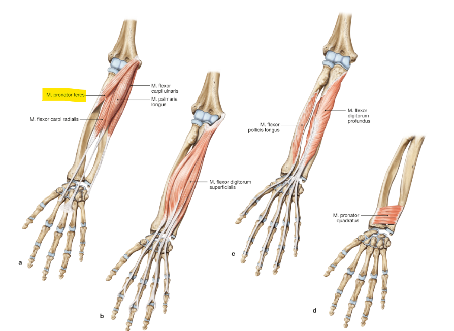 <p>m. pronator teres</p>