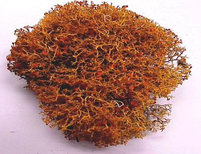 <p>which lichen growth type is this</p>