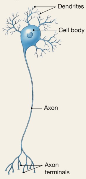 <p>3 or more processes Motor and interneurons MOST COMMON</p>