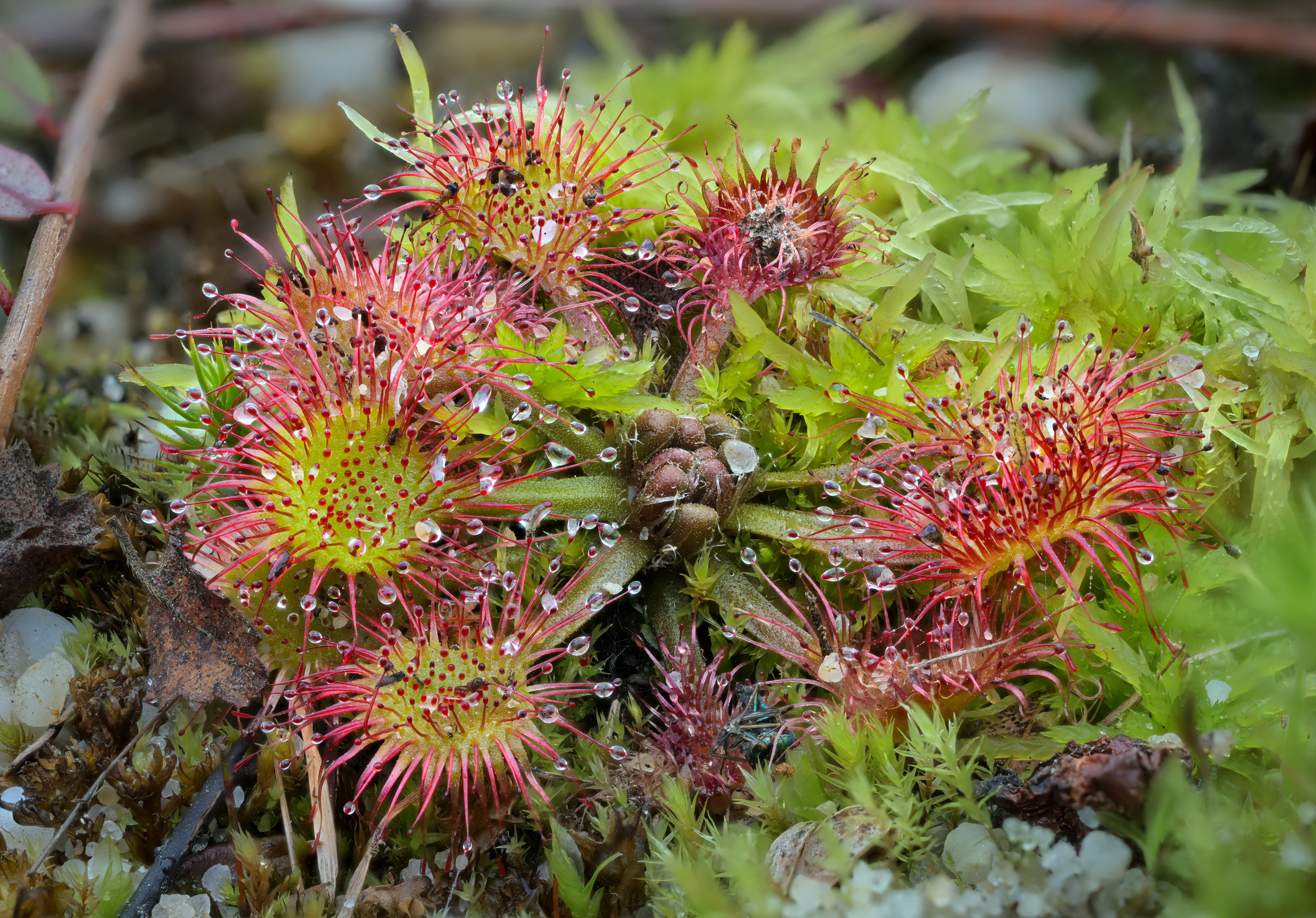 <p>Round-leaved sundew</p>