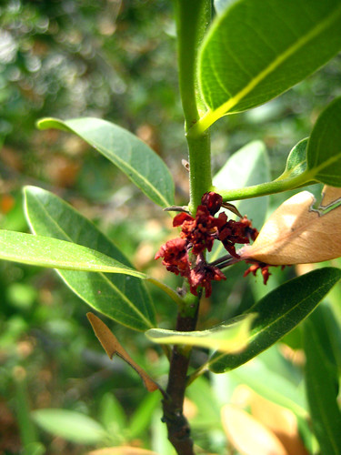 <p>(Umbellularia californica)</p>