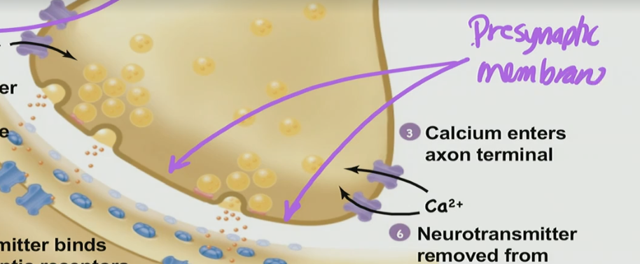 <p>Presynaptic membrane (end of axon terminus)</p>