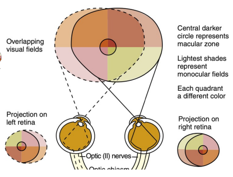 <p>Temporal field is <strong>larger </strong>than nasal field </p><p><strong>Temporal crescent: </strong></p><ul><li><p><strong>Far temporal periphery </strong></p></li><li><p>Only imaged by the <strong>nasal fibers of the ipsilateral eye</strong> and not on the temporal retina of the contralateral eye </p></li><li><p>Secondary to the <strong>depth of the orbit </strong>and <strong>prominence of the nose </strong></p></li></ul><p><strong>Physiologic Blind spot: </strong></p><ul><li><p>Correlated to the <strong>location of the optic nerve head </strong></p></li><li><p>Secondary to a <strong>lack of photoreceptors </strong>at the optic disc.</p></li></ul><p></p>