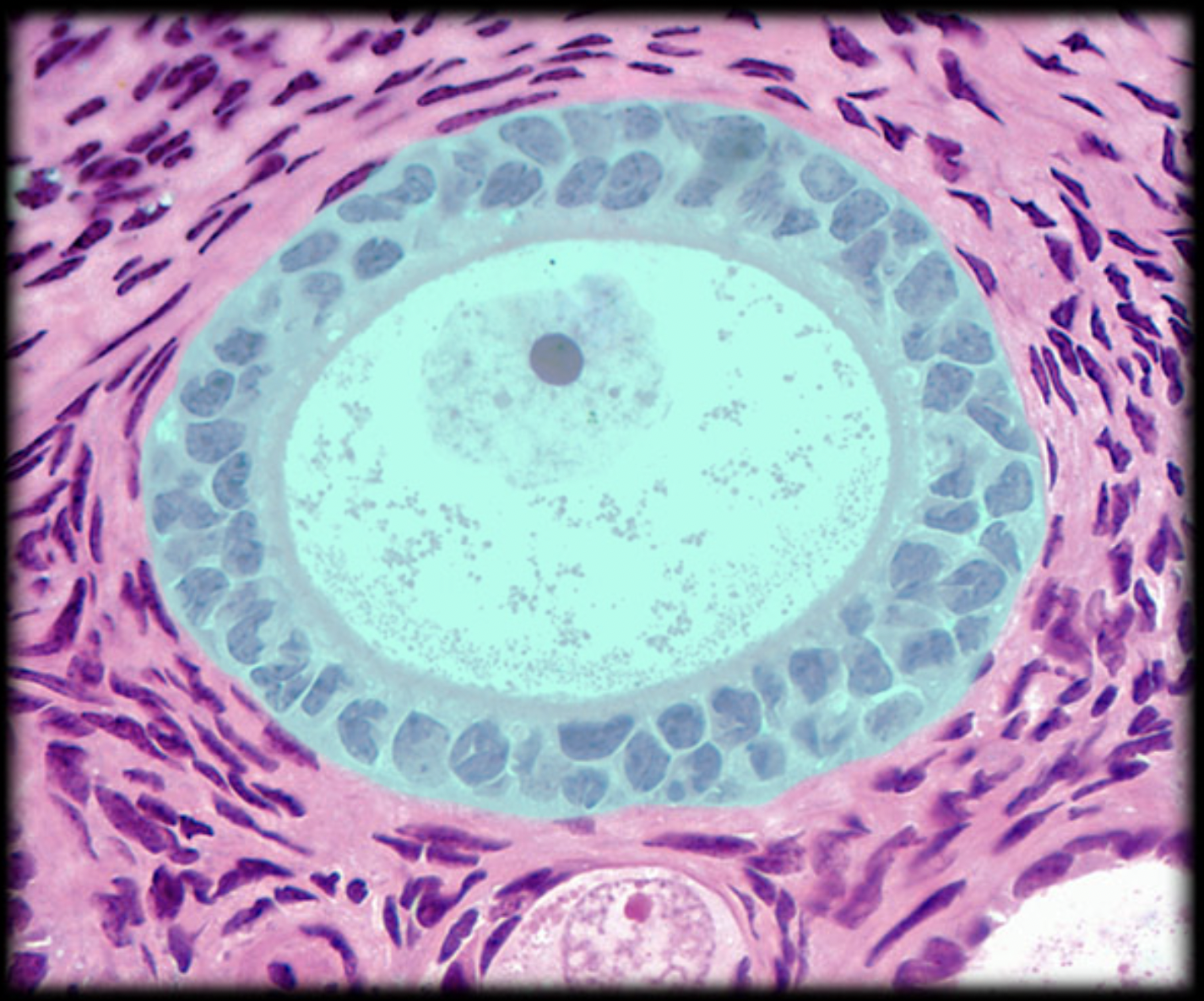 <p>What structure is shown?</p>