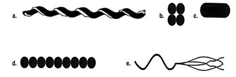 <p><span>Which drawing in the figure is streptococci?</span></p>