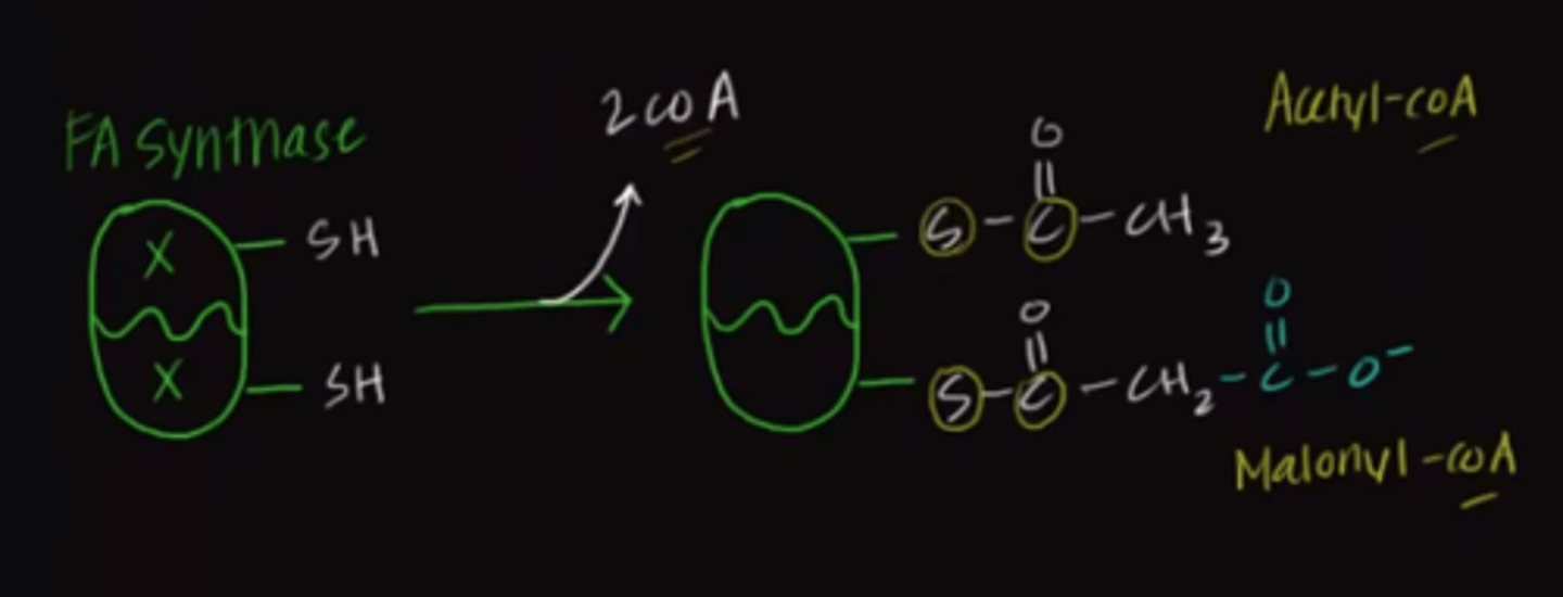 <p>Acetyl-CoA and malonyl-CoA</p><p>Struggling to memorize the metabolic pathways (such as glycolysis and beta-oxidation)? Learn them like the back of your hand using Andrew's Metabolic Pathways Mastery Course @ https://mcatselfprep.com/course/andrews-metabolic-pathways-mastery-course/</p>