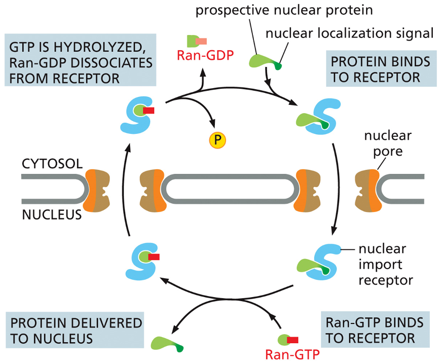 <ol><li><p>The nuclear import receptor binds to a protein that has a nuclear localization signal.</p></li><li><p>The receptor-cargo complex moves through the nuclear pore into the nucleus.</p></li><li><p>Inside the nucleus, <strong>Ran-GTP binds to the receptor</strong>. This is the key step: the binding of Ran-GTP forces the receptor to release its cargo protein.</p></li><li><p>The receptor, now carrying Ran-GTP, travels back out into the cytosol.</p></li><li><p>Once in the cytosol, the GTP is hydrolyzed to GDP. This causes <strong>Ran-GDP to dissociate from the receptor</strong>, leaving the receptor empty and ready to pick up another nuclear protein for the next round of delivery.</p></li></ol><p></p>