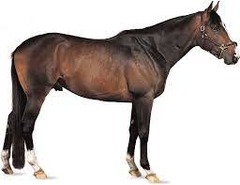 What horse breed?