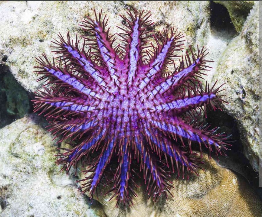 <p>Acanthasteridae family</p><p class="has-focus">their diet primarily consists of live coral, such as rice, lace, and cauliflower corals</p><p class="has-focus">large, disc-shaped sea star, typically with 15 or more arms, covered in sharp, venomous spines that can be red, green, or purple</p>
