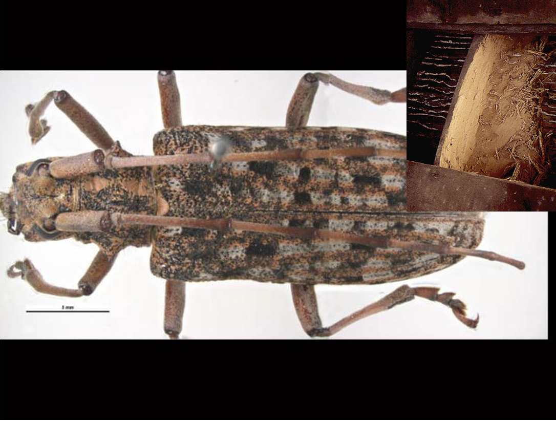 <p>Occur in seasoned timber (MC 25-50%) Pine, spruce and fir ONLY. Large yellowish eggs (2mm). Grey-white larvae (20-35 mm) = LARGE.</p>