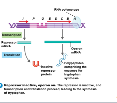 <p>Repressible operon is one that is <mark data-color="green" style="background-color: green; color: inherit">normally active </mark><strong>(transcribing genes</strong>) but can<mark data-color="green" style="background-color: green; color: inherit"> be turned OFF</mark> ( repressed)<strong> when a certain molecule is present </strong></p><p>It’s <strong>repressible</strong> because the cell needs these genes to be "on" most of the time, but shuts them off when their product is in excess.</p><p>A <strong>corepressor</strong>, usually the end product of the operon’s pathway, binds to the <strong>repressor protein</strong>, activating it.</p><p>The activated repressor then binds to the operator, blocking RNA polymerase from transcribing the genes.</p><p><strong>Repressor</strong> : guard that <strong>blocks the gene</strong></p><p><strong>Corepresso</strong>r - key tha<strong>t activates</strong> the guard </p><p><strong>Tryptophan</strong> - Actual thing that cell is <strong>making (product) </strong>of the operon </p>