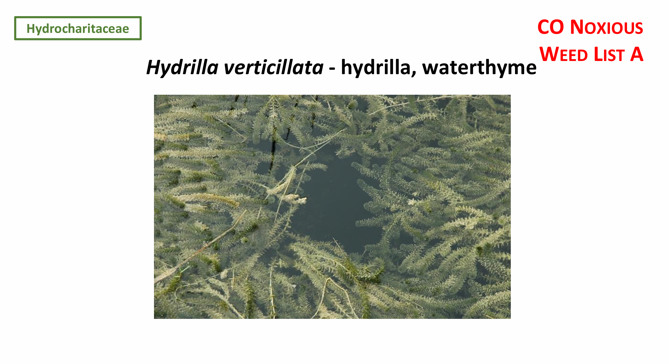 <p><em>Hydrilla verticillata</em> (Hydrocharitaceae)<em>&nbsp;</em>→ <strong>hydrilla, waterthyme</strong></p><p><strong><u>CO NOXIOUS WEED LIST A</u></strong></p>