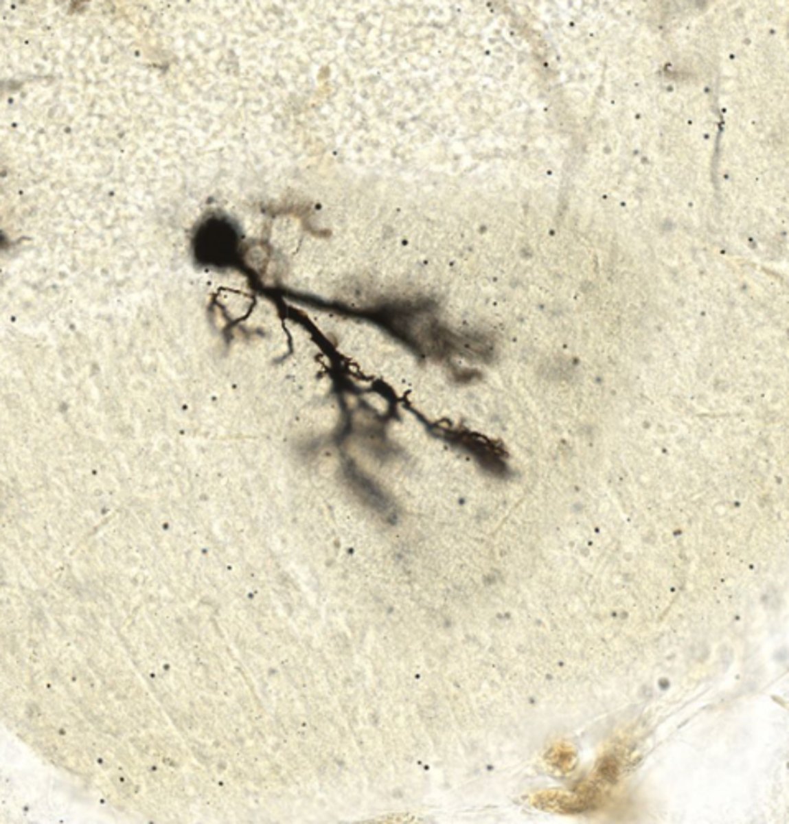 <p>Identify this cell</p>