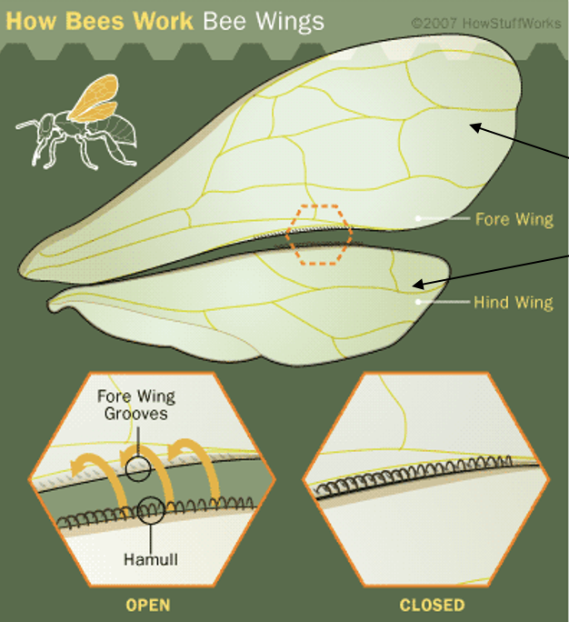 <p>tiny hooks on the hind wing that link (like velcro) the hind wing to the fore wing (distinct to hymenoptera).</p>