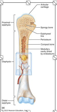 <ul><li><p><span><span>extremities of long bone; expanded for articulation with other bones</span></span></p></li><li><p><span><span>compact bone forms the thin outer layer; interior filled with spongy bone</span></span></p></li><li><p><span><span>has a thin layer of hyaline (articular) cartilage to cushion the meeting of two bones</span></span></p></li></ul><p></p>