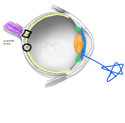 <p>changes size of pupil when smooth muscle responds to light</p>