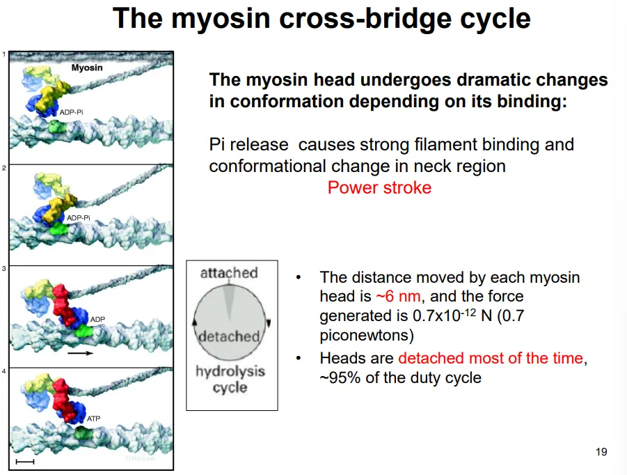 <p>each <strong>sarcomere </strong>in skeletal muscle cells contracts according to the <strong>sliding filament model:</strong></p><ul><li><p>when <strong>relaxed</strong>, the <strong>titin </strong>proteins (connected to the z disc and myosin filaments) are <strong>stretched</strong>, so the actin and myosin only just overlap</p></li><li><p>when the muscle <strong>contracts</strong>, the myosin filaments walk along the actin filaments, <strong>pulling the z discs</strong> on either side <strong>towards the m line</strong> in the centre</p></li></ul><p></p><p>this occurs by the <strong>myosin cross-bridge cycle</strong>, driven by ATP hydrolysis:</p><ul><li><p>the two myosin heads of each protein act independently</p></li><li><p>they <strong>bind </strong>to the actin and <strong>release </strong>a <strong>phosphate </strong>(from previous hydrolysis), causing the <strong>power stroke</strong>, which pulls the actin filament 6nm</p></li><li><p>the ADP <strong>dissociates</strong>, and the next <strong>ATP binds</strong></p></li><li><p>this causes the head to <strong>detach </strong>from the actin (detached 95% of the time)</p></li><li><p>the <strong>hydrolysis </strong>of this ATP causes the head to move back to its <strong>original </strong>conformation</p></li></ul><p></p><p>the spacing of the myosin heads doesn’t match up with that of the myosin binding sites of actin, and the nine radial positions of the myosin heads doesn’t match up with the hexagonal packing of actin around each thick filament</p><ul><li><p>this means that not all the myosin heads can bind to actin at one time- this means there are always some heads attached to maintain tension</p></li></ul><p></p>