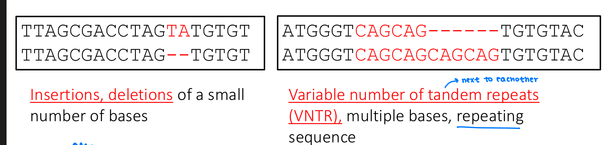 <ul><li><p>insertions/deletions - of small # of bases</p></li><li><p>variable number of tandem repeats (VNTR) - repeating sequences of multiple bases </p></li><li><p></p></li></ul><p></p>
