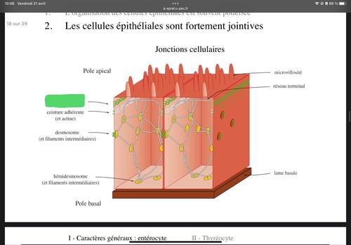 Qu’est ce que le carré vert ?

\
