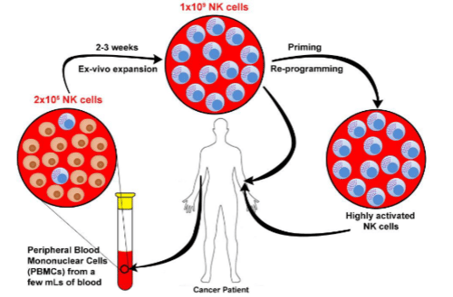 <p>Describe Natural Killer Cell Immunotherapy</p>