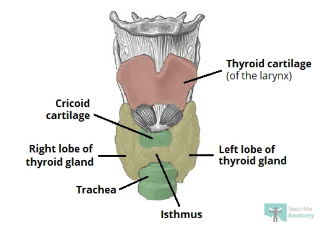 <p>butterfly shape </p><p>right and left lobes joined by isthmus </p>