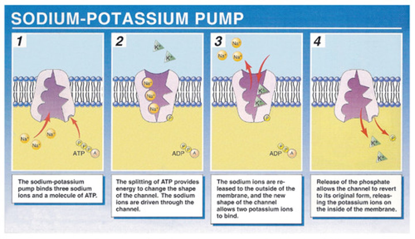 <p>A transport protein in the plasma membrane of animal cells that actively transports sodium out of the cell and potassium into the cell. Important for establishing the resting potential of neurons. Also called Na+/K+-ATPase</p>