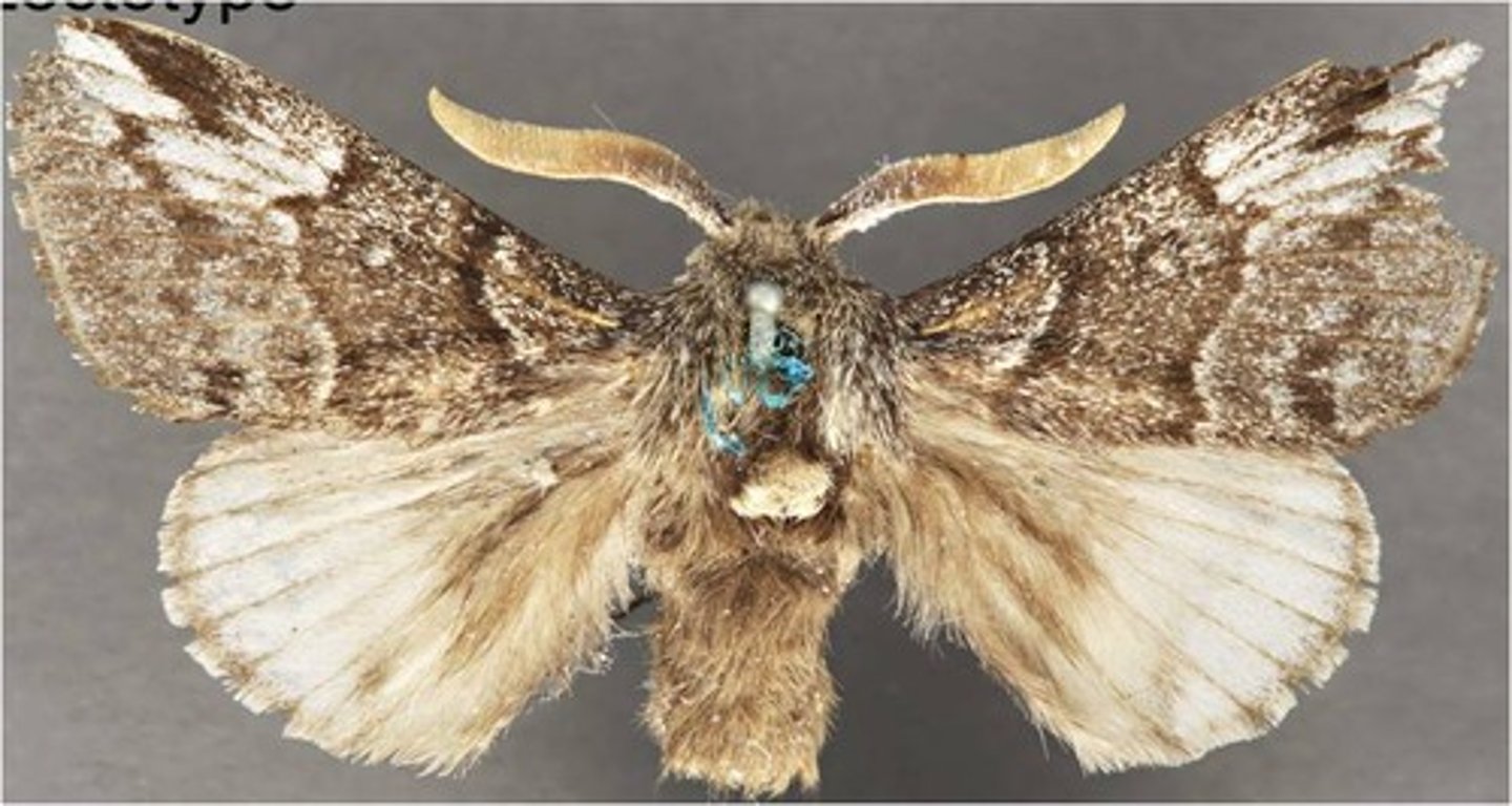 <p>Moth Family</p>