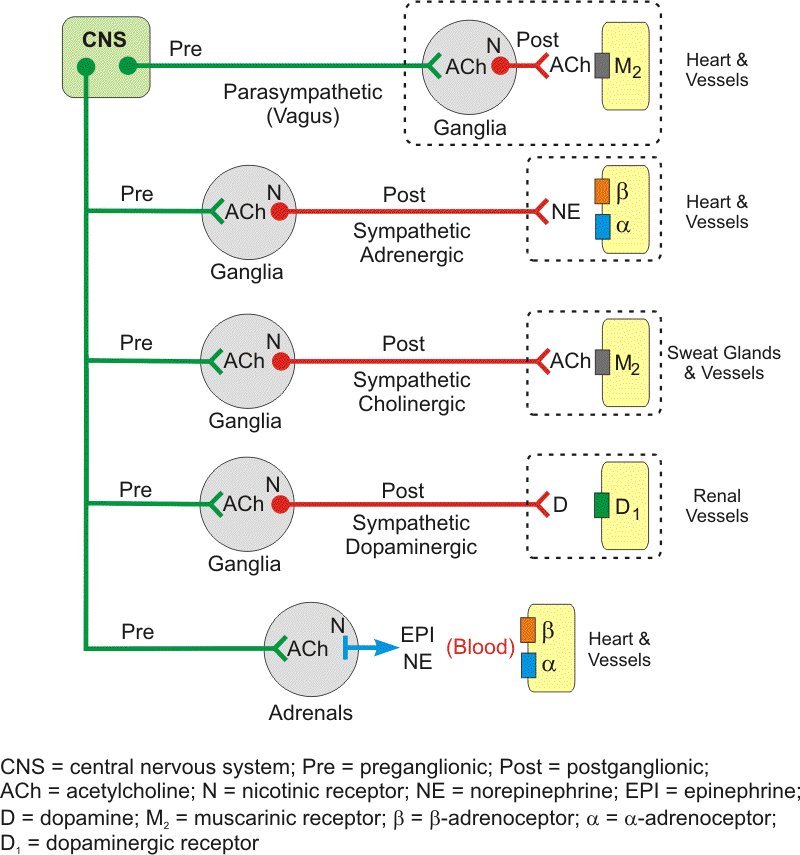 <p>False, pre-ganglionic receptors only secrete Acetylcholine</p>